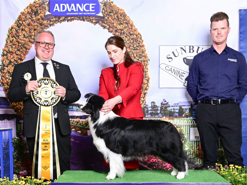 Best in Show Results 2025